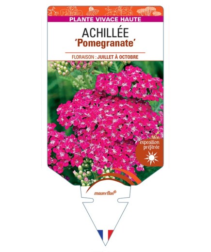 ACHILLEA (millefolium) Pomegranate