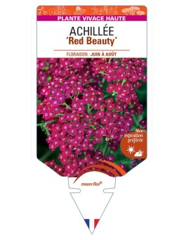 ACHILLEA (millefolium) Red Beauty