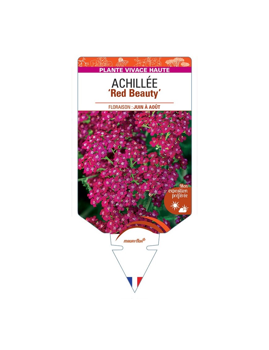 ACHILLEA (millefolium) Red Beauty