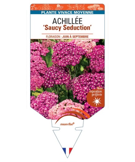 ACHILLEA (millefolium) Saucy Seduction