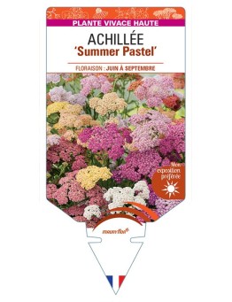 ACHILLEA (millefolium) Summer Pastel