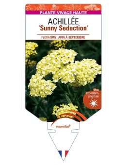 ACHILLEA (millefolium) Sunny Seduction