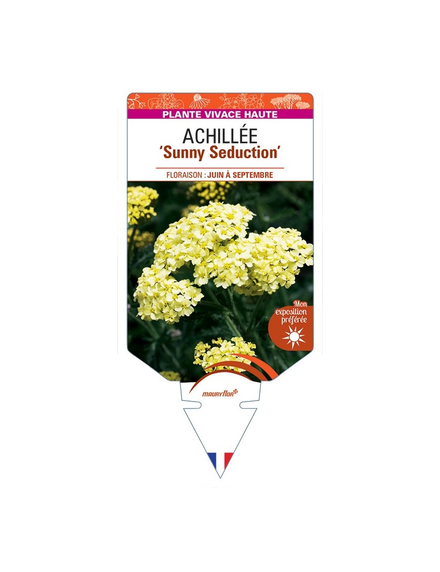 ACHILLEA (millefolium) Sunny Seduction