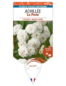 ACHILLEA (ptarmica) La Perle