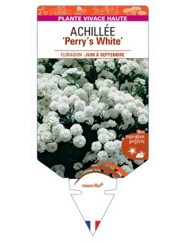 ACHILLEA (ptarmica) Perry’s White