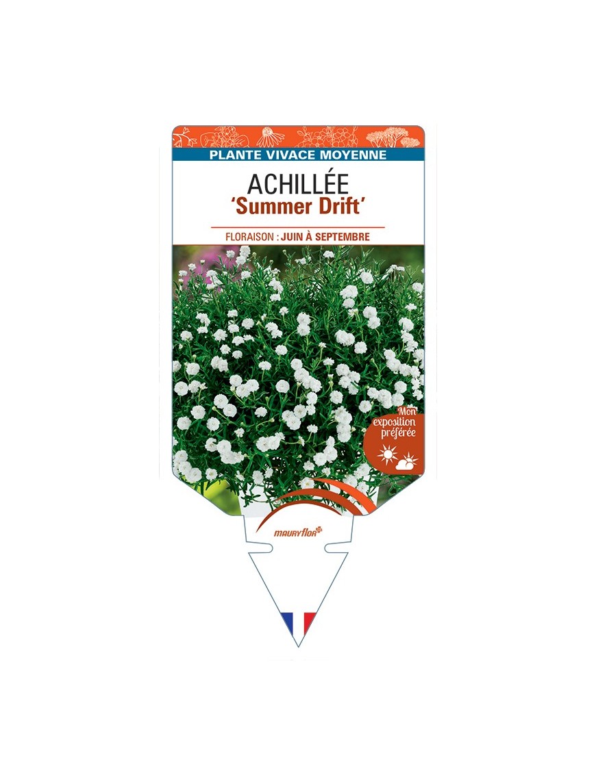 ACHILLEA (ptarmica) Summer Drift