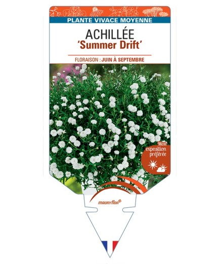ACHILLEA (ptarmica) Summer Drift