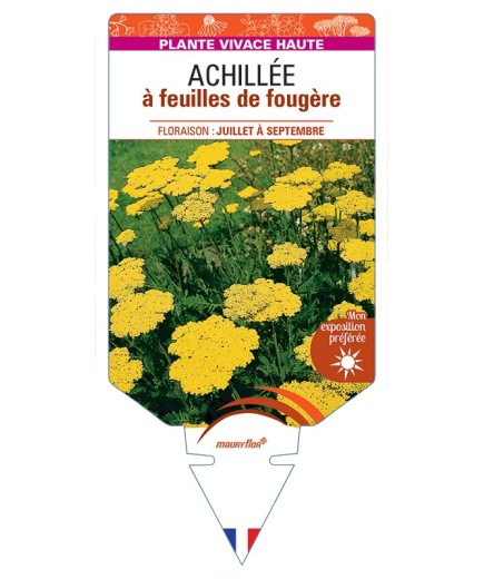 ACHILLEA filipendulina voir Achillée à feuilles de fougère