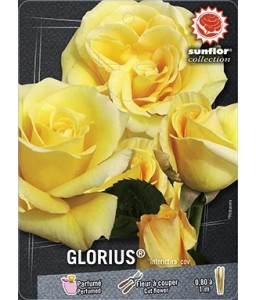 Rosier à grandes fleurs GLORIUS ® Interictira
