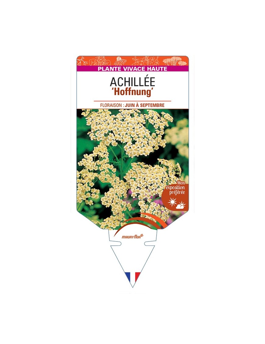 ACHILLEA Hoffnung