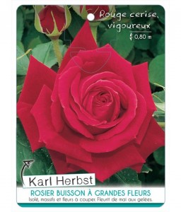 Rosier à grandes fleurs KARL HERBST