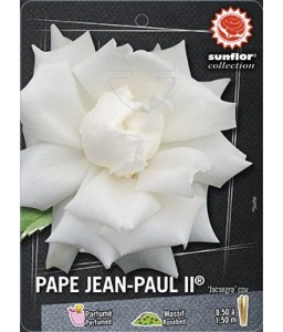 Rosier à grandes fleurs PAPE JEAN PAUL II ® Jacsegra