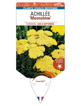ACHILLEA Moonshine