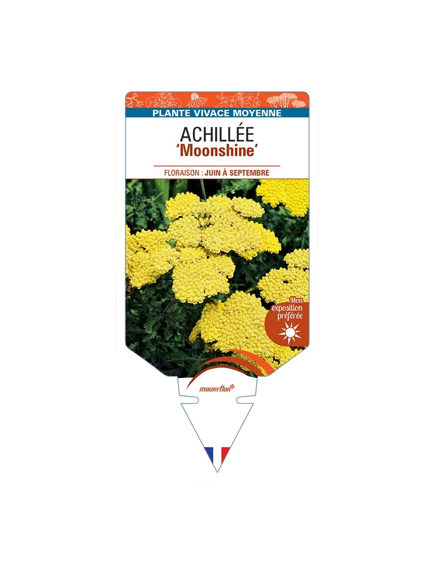 ACHILLEA Moonshine