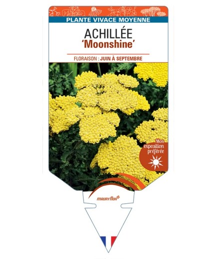 ACHILLEA Moonshine