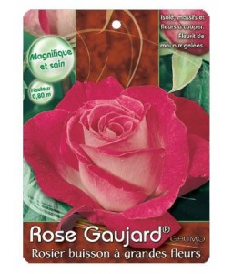 Rosier à grandes fleurs ROSE GAUJARD ® GAUMO