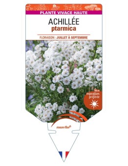 ACHILLEA PTARMICA (blanc)