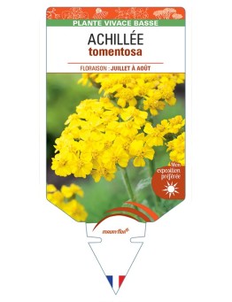 ACHILLEA tomentosa