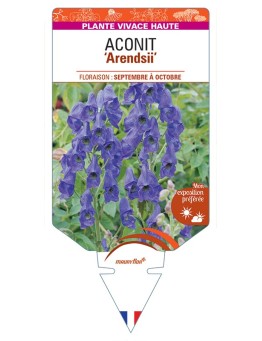 ACONITUM (carmichaelii) Arendsii