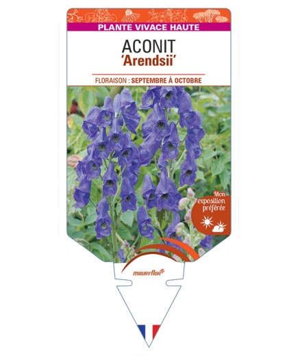 ACONITUM (carmichaelii) Arendsii