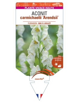 ACONITUM CARMICHAELII ARENDSII (blanc)