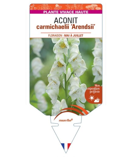 ACONITUM CARMICHAELII ARENDSII (blanc)