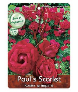 ‘Paul’s Scarlet’