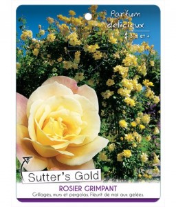 ‘Sutter’s Gold’