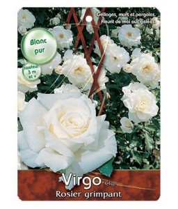 ‘Virgo’