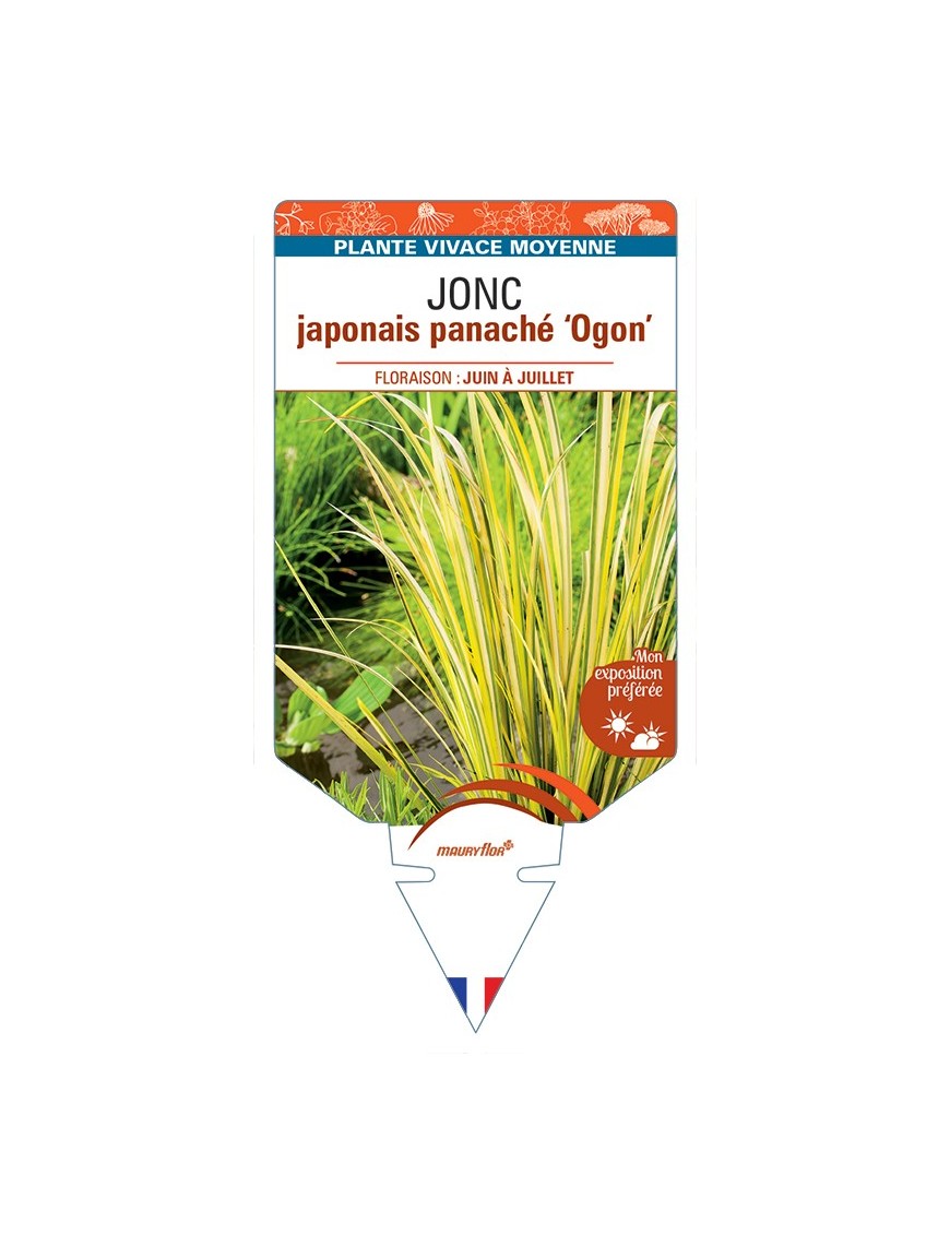 ACORUS ogon voir JONC japonais panaché Ogon