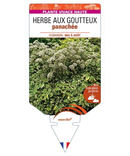 AEGOPODIUM podagraria Variegatum voir Herbe aux Goutteux panachée