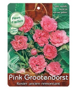 ‘Pink Grootendorst’ REMONTANT