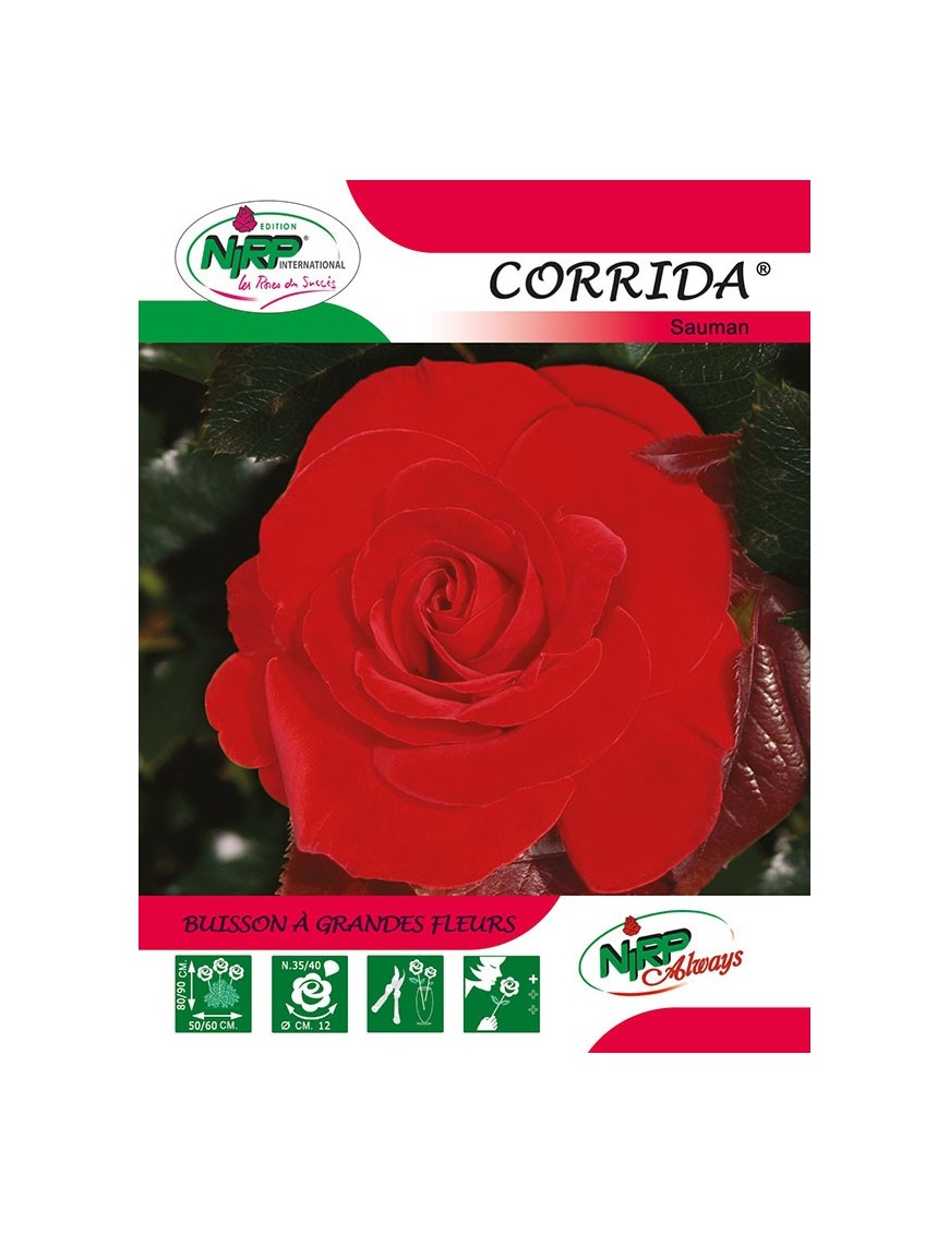 Rosier à grandes fleurs CORRIDA ®
