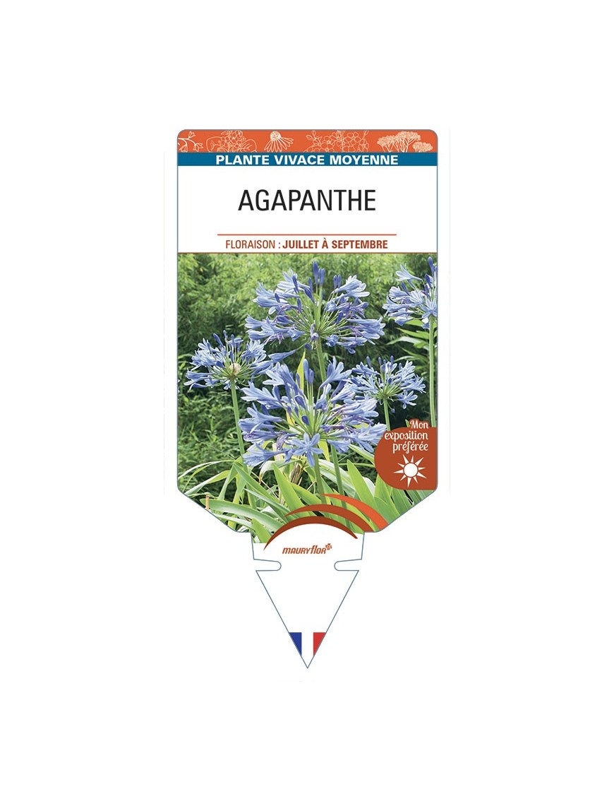AGAPANTHUS (bleu clair)