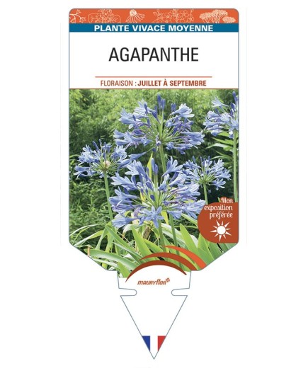 AGAPANTHUS (bleu clair)