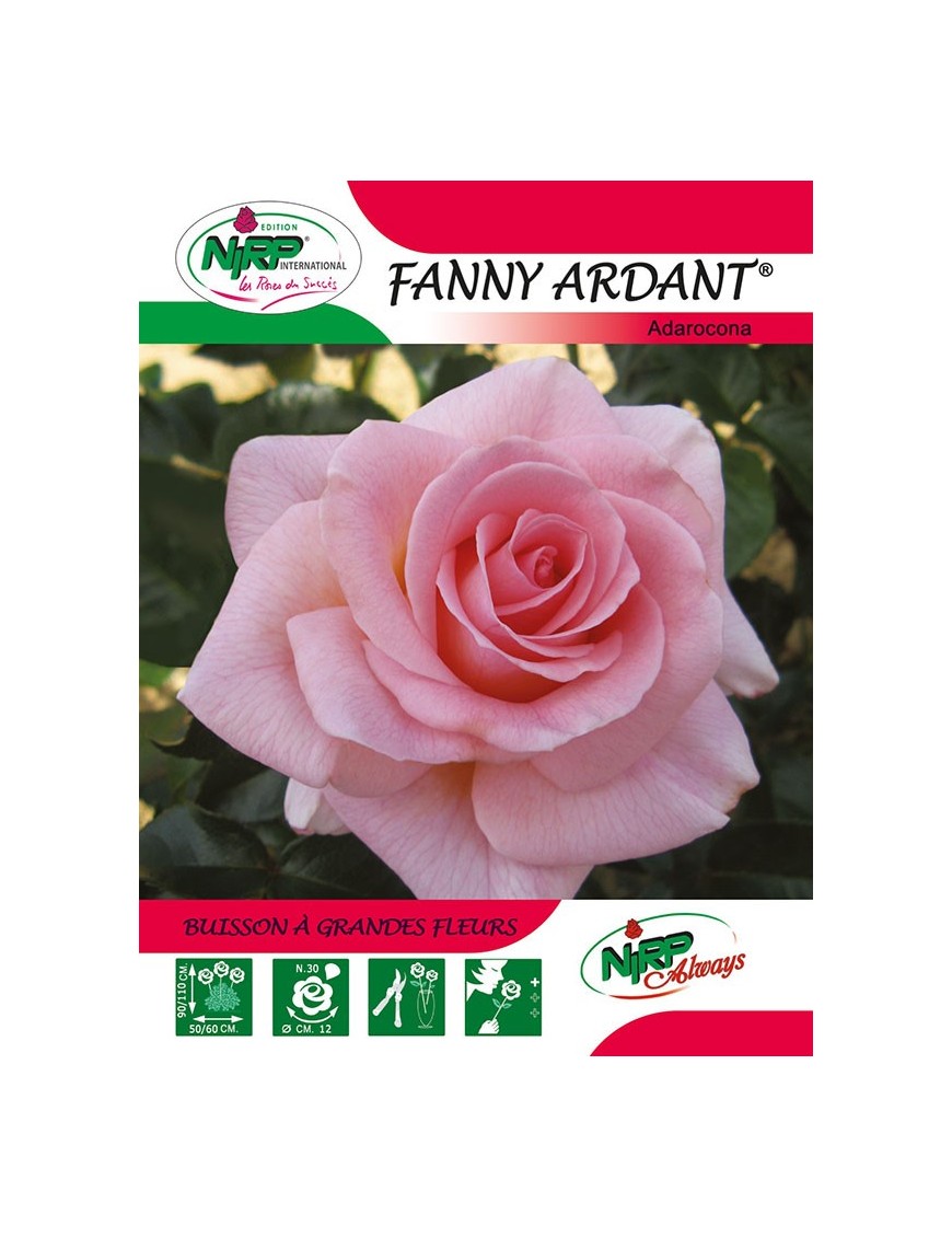 Rosier à grandes fleurs FANNY ARDANT ®