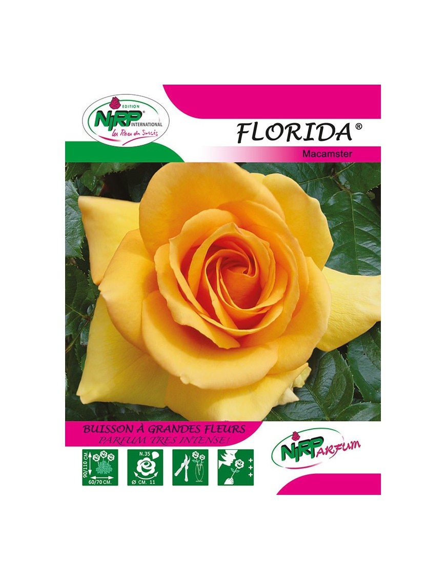 Rosier à grandes fleurs FLORIDA ®