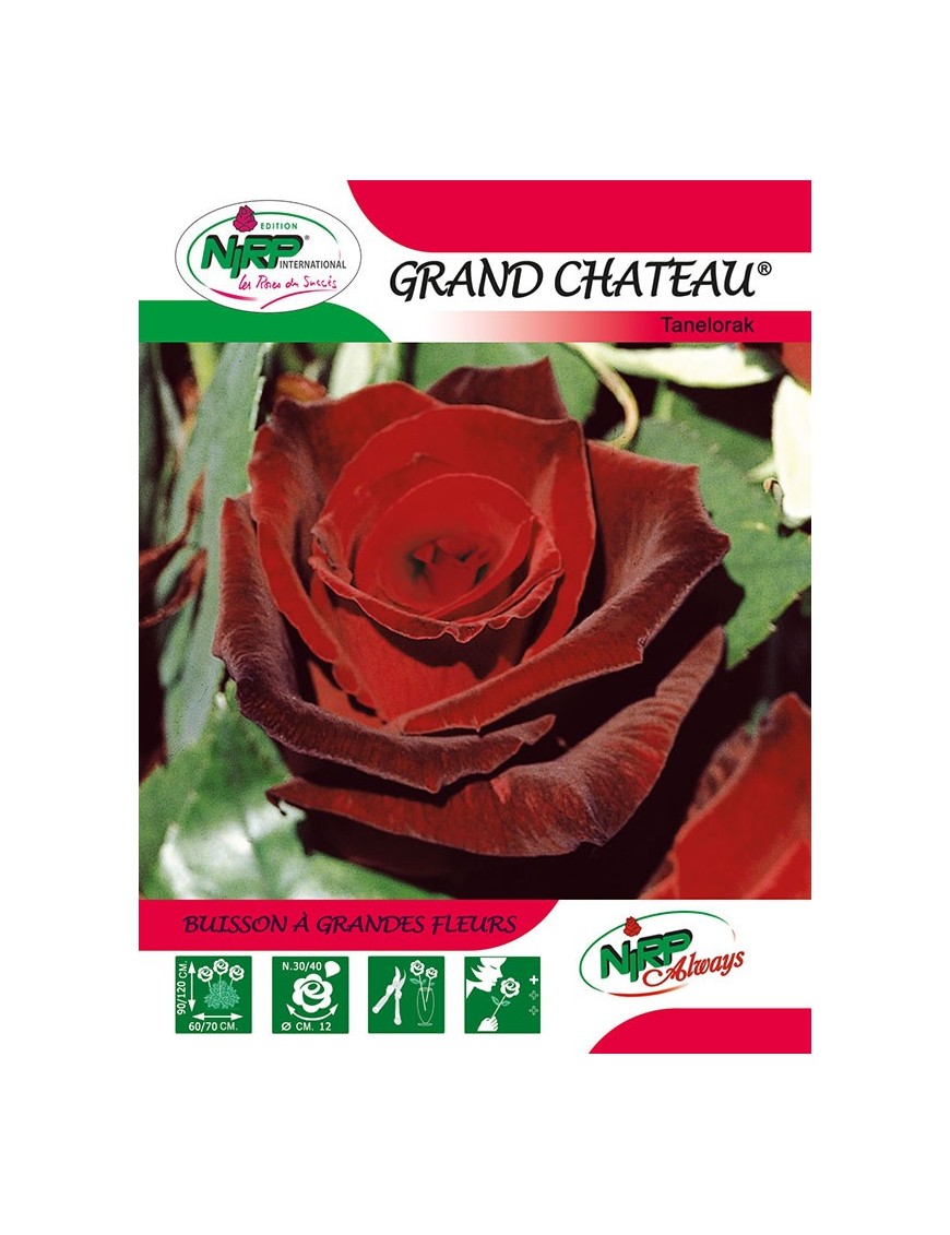 Rosier à grandes fleurs GRAND CHATEAU ® *