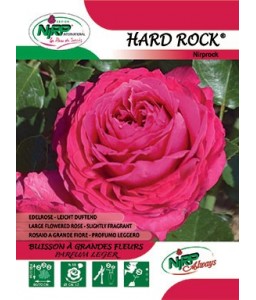 Rosier à grandes fleurs HARD ROCK ®