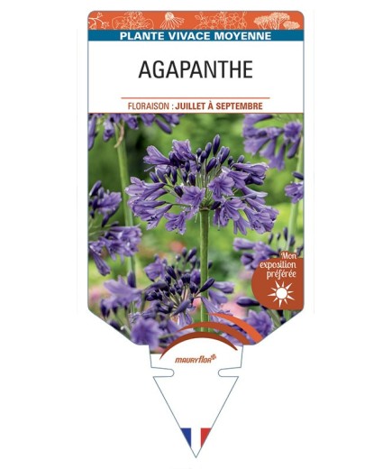 AGAPANTHUS (violet)