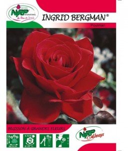 Rosier à grandes fleurs INGRID BERGMAN ®