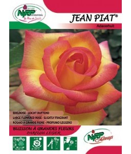 Rosier à grandes fleurs JEAN PIAT ®