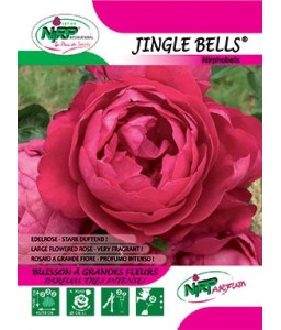 Rosier à grandes fleurs JINGLE BELLS ® (Nirphobels)