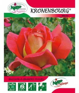 Rosier à grandes fleurs KRONENBOURG ®