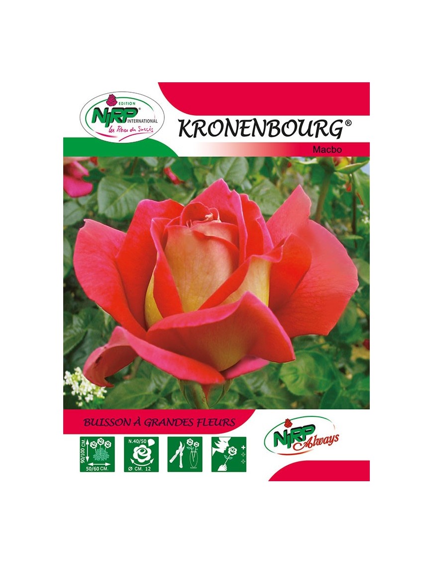 Rosier à grandes fleurs KRONENBOURG ®