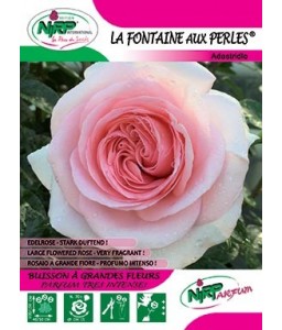 Rosier à grandes fleurs LA FONTAINE AUX PERLES ®