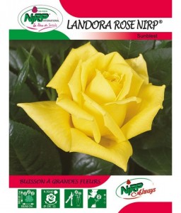 Rosier à grandes fleurs LANDORA ROSE NIRP ®