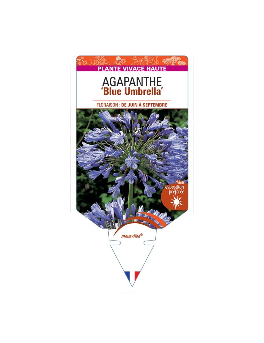 AGAPANTHUS (africanus) Blue Umbrella
