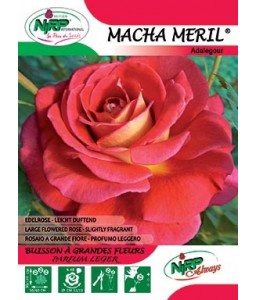 Rosier à grandes fleurs MACHA MERIL ®