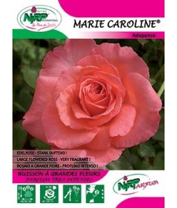 Rosier à grandes fleurs MARIE CAROLINE ®